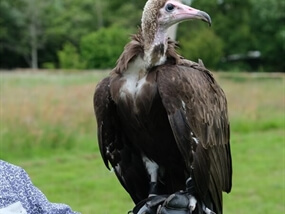 Customer Photo of Falconry in Dorchester